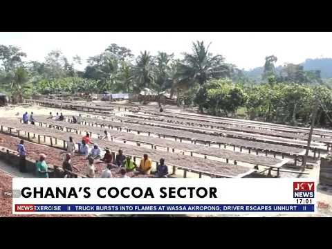 Cocoa farmers doubt GH¢2.6bn will clear outstanding payment arrears | Business Live | 03-07-2026