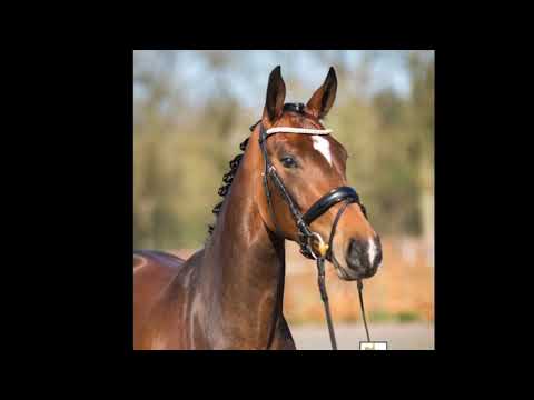 3 jährige Stute von Benicio x Sir Donnerhall