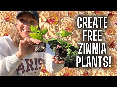 Propagating Zinnias - Rooted Plants in 3 Weeks! How to Propagate Zinnia Flowers from Side Shoots