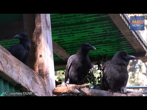 Historic first release of ʻAlalā on Maui : Maui Now    