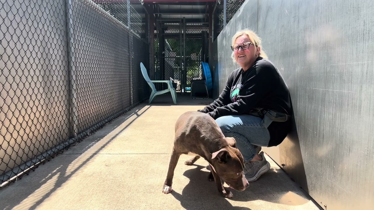 Enlarge Salome, a ADOPTABLE Pit Bull Terrier in Chicago, IL video 5/5