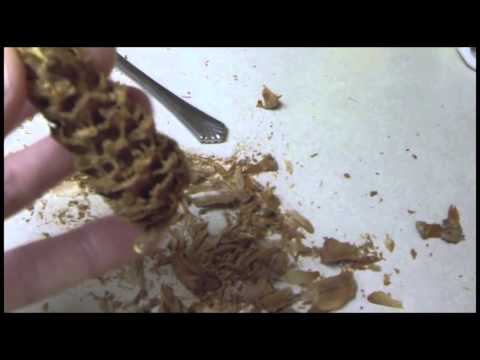 Collecting and growing loblolly pine seeds 1