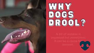 Why dogs drool? 10 reasons (and when to worry)