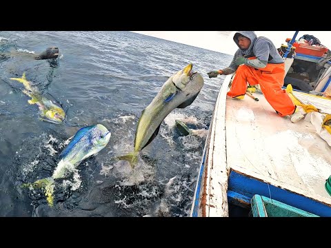 Watch how we catch big parrots in the open sea