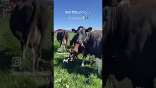 スウェーデンの4月。牛の放牧イベント🐮🇸🇪乳牛ってこんなに早く走れるんや!? #スウェーデン #北欧の暮らし