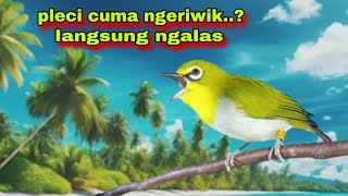 Download lagu Suara Pleci Ngeriwik Sambung Ngalas,Terbaik untuk Menggacorkan Pleci Bustomi Bahan mp3 Download lagu Suara Pleci Ngeriwik Sambung Ngalas,Terbaik untuk Menggacorkan Pleci Bustomi Bahan mp3