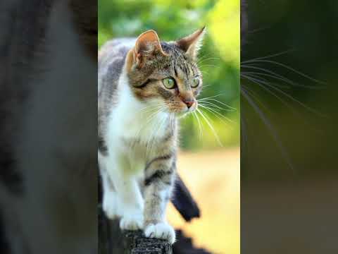 || CAT'S || 😺🐈🐈😺 || 8K ULTRA HD HIGH DEFINITION VIDEO 📷📷 ||