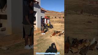 Download lagu Big Zulu Out At His Rural Home #shorts mp3