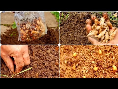 , title : 'Freesia planting guide: how to grow freesia from seed | growing freesia flowers at home garden UK'