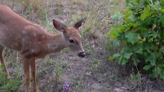 Baby Deer Fawns losing their spots 09-11-2017