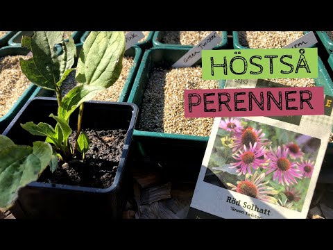 Höstså perenner - Så perenner på hösten för att få fina plantor till nästa år