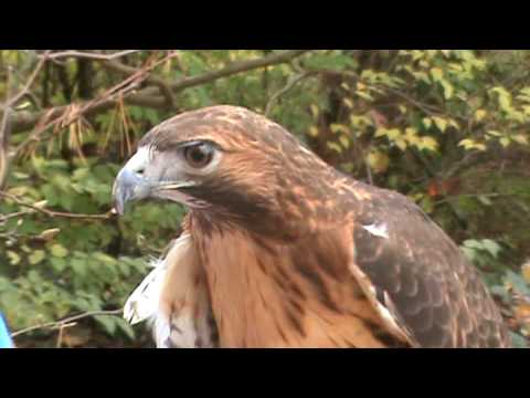 Knoxville Zoo - Red Tail Hawk