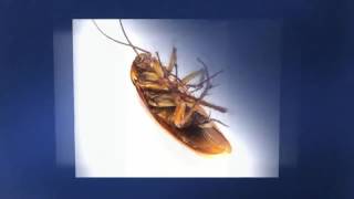 Eastern Suburbs Mice Pest Control With a Guarantee for Mice Pest Control