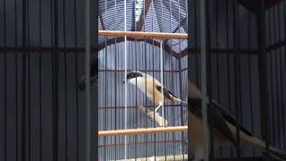 Download lagu Masteran Cendet TENGKEK BUTO x GEREJA TARUNG mp3