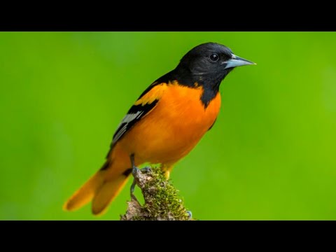Baltimore Oriole sounds | baltimore oriole call | oriole chirping  | baltimore oriole song