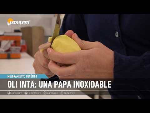 Presentan la primera variedad de papa editada del país