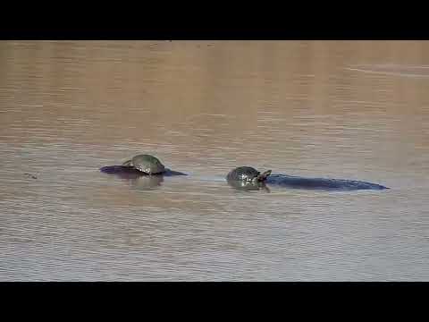 Djuma: Terrapins on top of Hippo - 15:56 - 09/17/2022