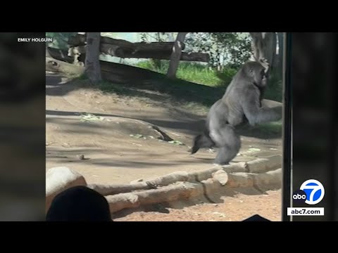Gorilla slams into glass at San Diego Zoo, video shows - YouTube
