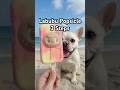 How I Made A Labubu Popsicle ️ Unbox And Freeze Big Into Energy Labubu