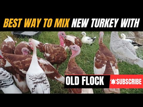 Safely Integrating New Turkeys with Old Flock & Mixing with Chickens -  Tips to Avoid Total Chaos