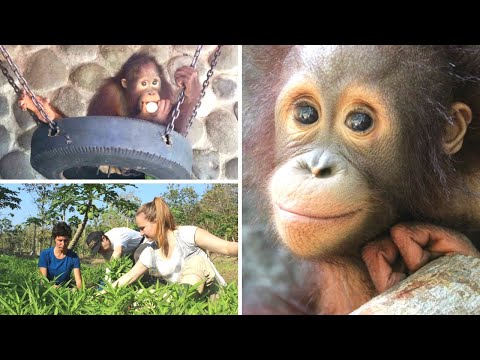 GoEco Indonesia - Orangutan and Wildlife Rescue Center