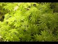 Kash Kapers feat. Richie Spice and O.S.G.- "Marijuana'Pon'Di'Corna