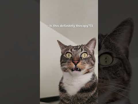 #ops #cat #funny #reaction #reels #shorts #popular #pets #tiktok #memes #viral #therapy #friends