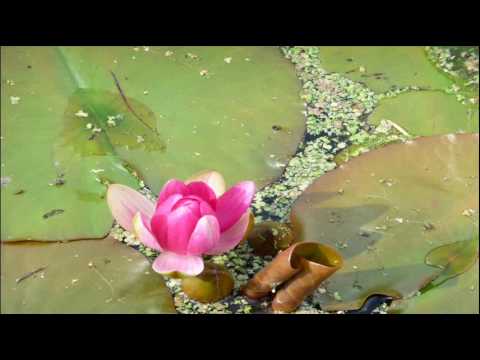 Dinka & Lizzie Curious - Green Leaf (extended vocal mix)