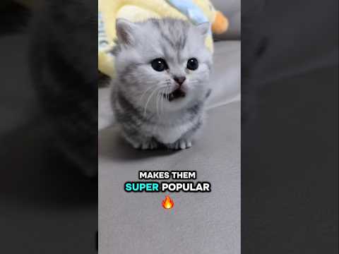 3 Smallest Cats in the World 🐱 You Won’t Believe #1!