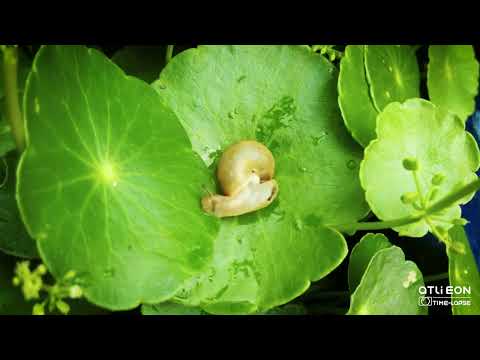 Snail