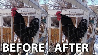 No-Crow Rooster Collars | Everything You Need To Know | Safety, Effectiveness, Before & After