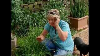 The Gardener Magazine: Wine Bottle Feature For Your Garden