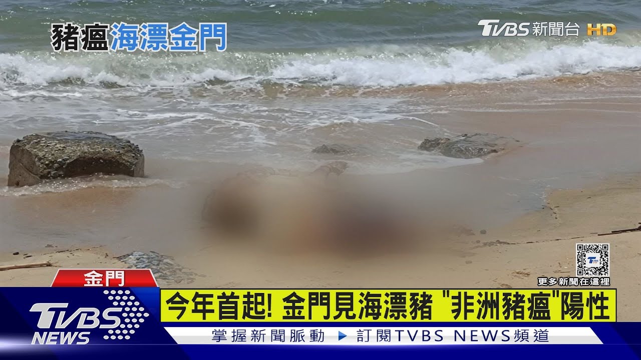 今年首起! 金門見海漂豬「非洲豬瘟」陽性