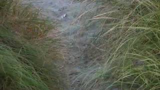 "Free Like Me" - The Whole Experience