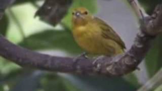 Celly & Tony Campello: Canário (Yellow bird)