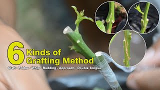Grafting Tree Step by Step for Beginners | How to Graft Fruit Trees Easily