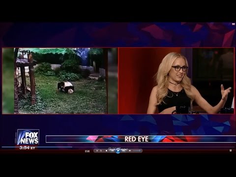 11-01-16 Kat Timpf on Red Eye - Zoo Intruder Wrestles Panda