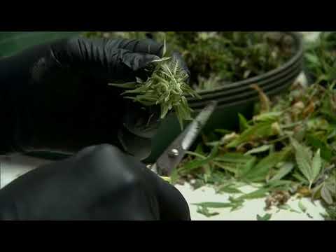 New Jersey Marijuana