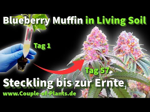 Steckling bis zur Ernte | Living Soil - Blueberry Muffin & K-Mintz von MannyT auf 1,2m x 1,2m