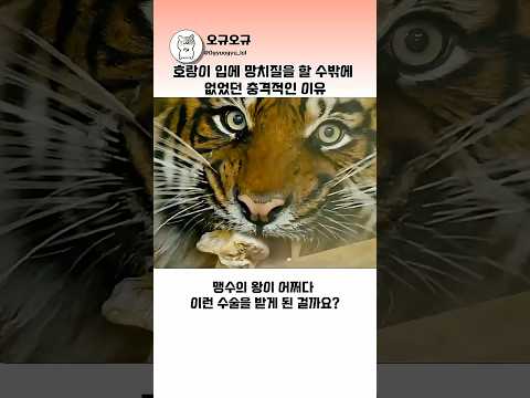 호랑이 입에 망치질을 할 수밖에 없었던 충격적인 이유  #호랑이 #동물구조 #야생동물