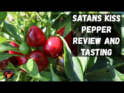 Satan's Kiss Pepper Review and Tasting