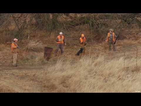 Teaching a Labrador Retriever Part 2