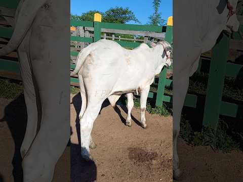 Nelore com Registro na Feira Venturosa Pe.10/03/26