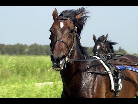 RDVideo - La straordinaria carriera di Varenne - 1° parte