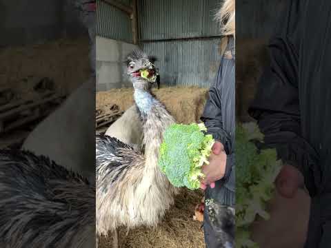 A slow motion special with our farmily  of animals #farmily #slowmotion #funanimals