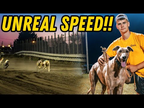 World’s Fastest Dogs Race Head-to-Head!