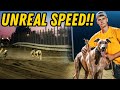 World S Fastest Dogs Race Head To Head