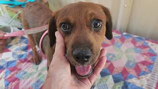 Video preview image #1 Dachshund Puppy For Sale in Bandera, TX, USA