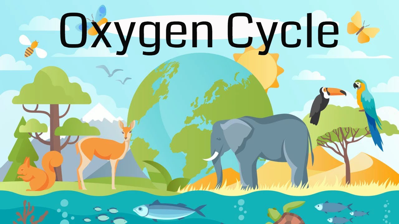 Does oxygen cycle through the atmosphere?