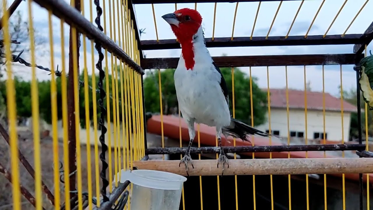 MELHOR ENCARTE PARA GALO CAMPINA (TIVIU)... Canto lindo para encartar seu galo de campina.